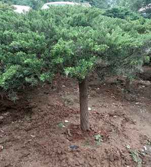 哪里有地龙苗卖，地龙树苗厂家在哪里？