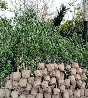 北海道黄杨种植需要剪头吗？，栽植北海道黄杨要剪叶片吗