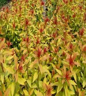 麻叶绣线菊种植基地，金山绣线菊种植方法