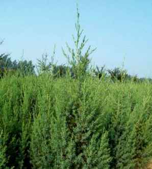 刺柏种植的最佳时期，刺柏种植方法有哪些？