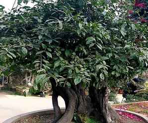 金弹子生桩种植多久发芽，金弹子生桩种植方法与注意