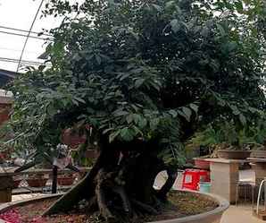 金弹子生桩种植多久发芽，金弹子生桩种植方法与注意