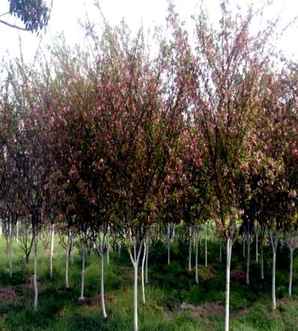 垂丝海棠种植技巧，垂丝海棠种植在庭院什么方位