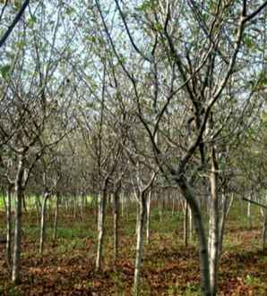 垂丝海棠种植技巧，垂丝海棠种植在庭院什么方位