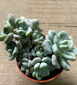 多肉植物种子种植的正确方法，多肉植物种子种植方法