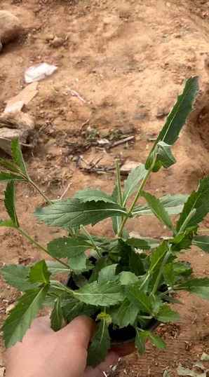 柳叶马鞭草一平方种几株，马鞭草一平方栽多少合适