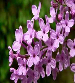 丁香花树怎么压枝，丁香树压枝何时能长根