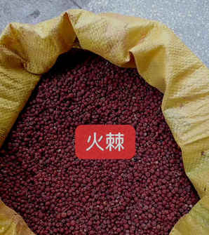 火棘种子播种方法，火棘籽的播种方法