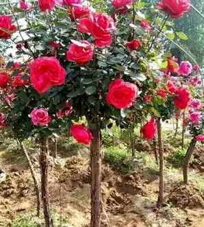 树桩月季种植方法视频，树桩月季种植方法