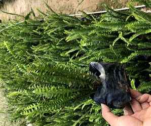 肾蕨的作用和价值，肾蕨蛋泡水的功效与作用