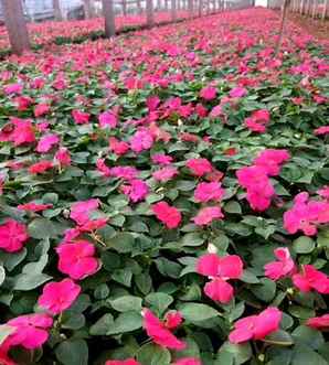 白凤仙花价格表，凤仙花价格是多少