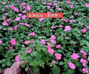 凤仙花价格走势，凤仙花收购价