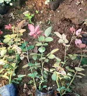 适合两广种植大花多头月季，大花月季种植时间