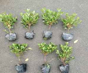 毛鹃种植方法和注意事项，毛鹃种植方法