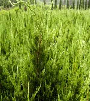 龙柏种植方法，小龙柏球种植基地