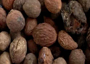 做木材用的酸枣种在哪里买，酸枣树种子哪里有卖