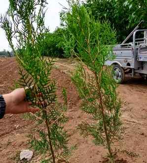 扁柏种植风水禁忌，扁柏摆放风水禁忌是什么