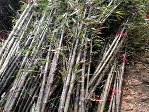 白竹竿和紫竹竿哪个好？，芦苇竿和竹竿哪个耐用