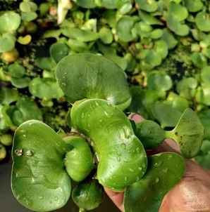 水葫芦，水葫芦