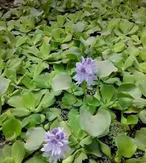 水葫芦，水葫芦