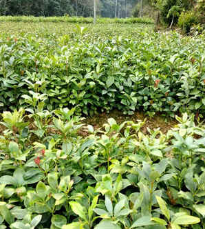 八角种子盆栽过程，八角盆栽种植方法视频