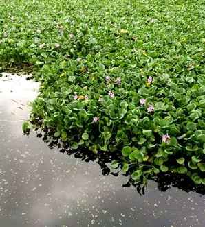 水葫芦，水葫芦