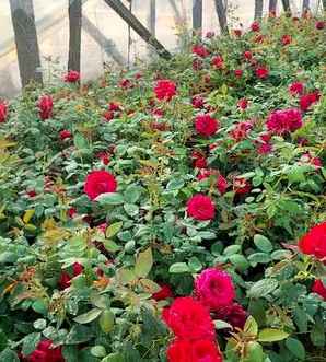 大花月季是草本花还是木本花，木本大花月季最好的品种