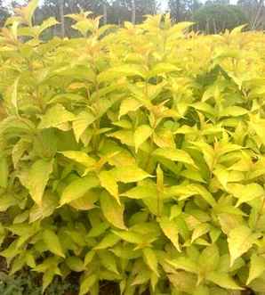 金叶锦带小苗怎么养，金叶锦带花种植技巧