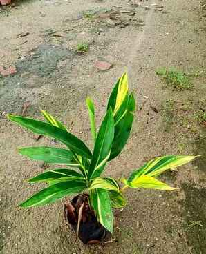 花叶良姜小苗价格，高度120公分的花叶良姜价格
