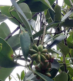 八角种子可以做盆栽，八角种子种植方法