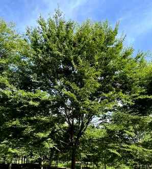 榉树种子多少钱一斤，榉树种子可以种植吗