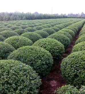 小叶女贞球种植方法，小叶女贞球种植视频