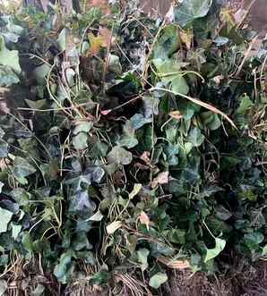 常春藤植物产地，常春藤产地在哪里最好