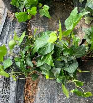 常春藤植物产地，常春藤产地在哪里最好