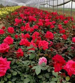 大花月季花期多长时间，平舆大花月季花期