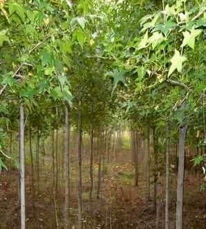 湖南北美枫香基地，北美枫香种植间距