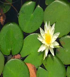 小鱼池适合养睡莲还是荷花，睡莲和荷花的区别