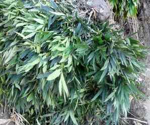 十大功劳，十大功劳功效与主治