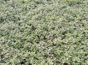 迎春花根的种植方法，迎春花种植基地