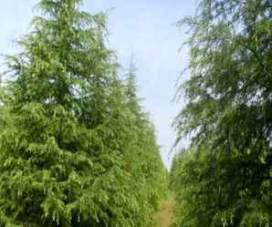 圣诞树，圣诞树绘画