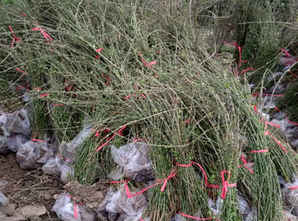 迎春花根的种植方法，迎春花种植基地