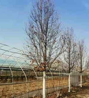 彩叶豆梨种植基地，褰╁彾璞嗘ⅷ鑻楁湪绉嶆鍩哄湴