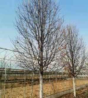 彩叶豆梨种植基地，褰╁彾璞嗘ⅷ鑻楁湪绉嶆鍩哄湴