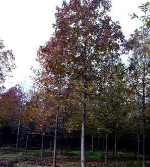 鸡爪槭和黄金枫的区别，北美枫香和毛脉槭的区别