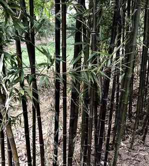 院子载紫竹好还是载金镶玉好，紫竹罗汉竹金镶玉常青竹哪个好养