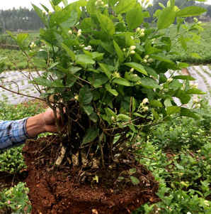 茉莉种子室内盆栽方法，茉莉种子种植方法图解