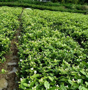 茉莉种子室内盆栽方法，茉莉种子种植方法图解
