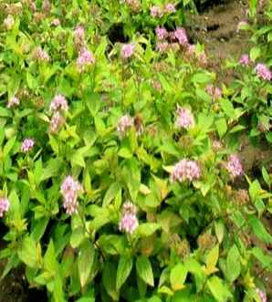 金山绣线菊花期，日本绣线菊花期