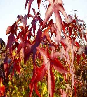 北美枫香花图文，北美枫香的花