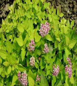 金山绣线菊花期，日本绣线菊花期